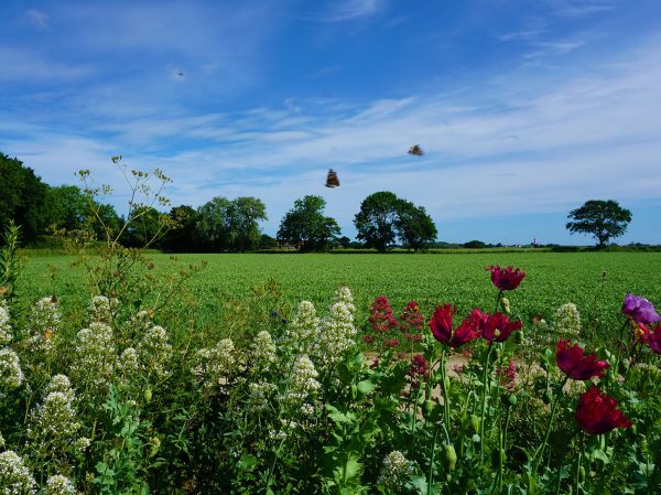 Willow Tree Holidays - The view from here.