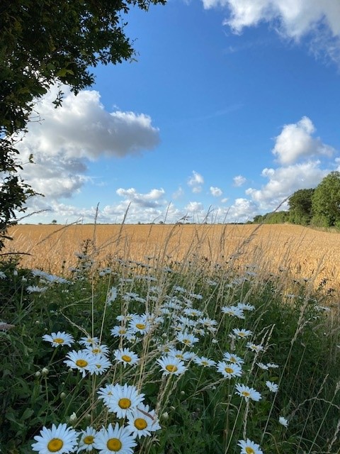 Daisies Front Cover