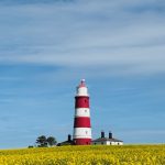 Red and white striped Happisburgh Lighthouse behind a field of yellow flowers beneath a blue sky.
